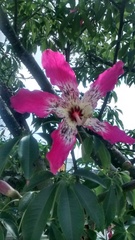 Ceiba