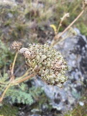 Phlojodicarpus sibiricus