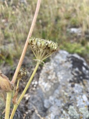 Phlojodicarpus sibiricus