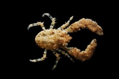 Phylladiorhynchus integrirostris