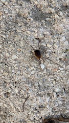 Eumesosoma