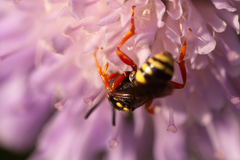 Nomada goodeniana