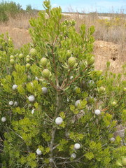 Leucadendron muirii