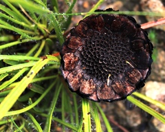 Protea scorzonerifolia