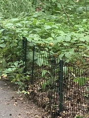 Cardellina canadensis