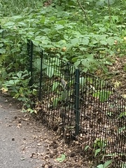 Cardellina canadensis