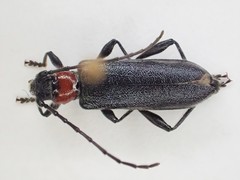 Pronocera collaris collaris