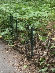 Cardellina canadensis