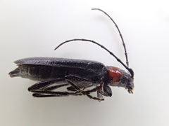 Pronocera collaris collaris