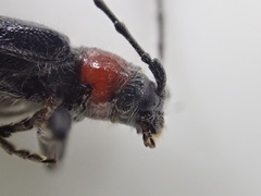 Pronocera collaris collaris