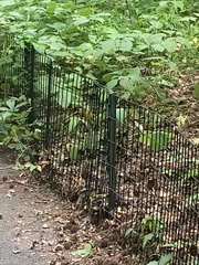 Cardellina canadensis