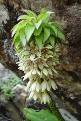 Eucomis bicolor