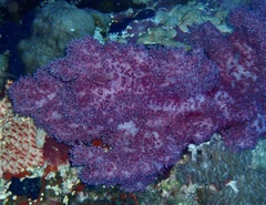 Dendronephthya hemprichi