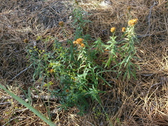 Pentanema britannica