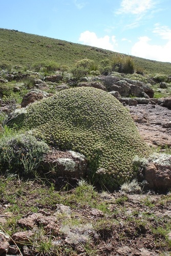 Euphorbia clavarioides var. clavarioides image