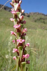 Satyrium neglectum neglectum