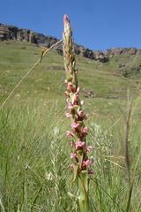 Satyrium neglectum neglectum