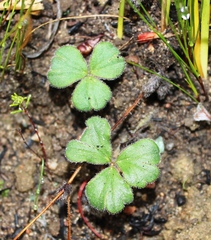 Pelargonium ternifolium