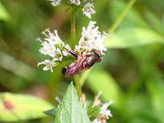 Tropidia
