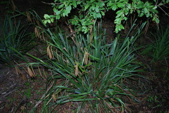 Carex mossii