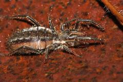 Solpugidae