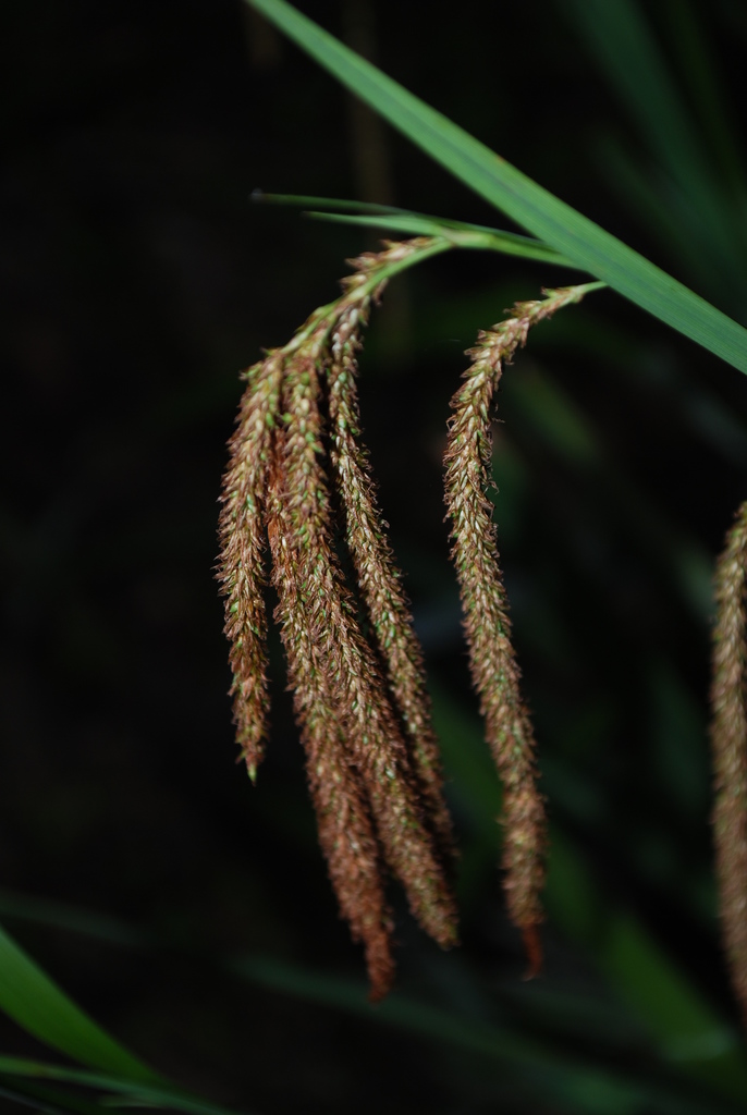 Carex bequaertii