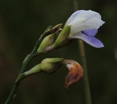 Psoralea aphylla