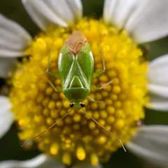 Neolygus contaminatus