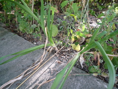 Allium nutans