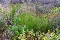 Schoenus pseudoloreus