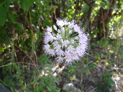 Allium nutans