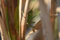 Ephippiger discoidalis