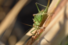 Ephippiger discoidalis