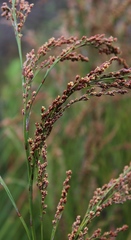Restio paniculatus