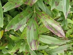 Cronartium flaccidum