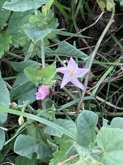 Convolvulus arvensis