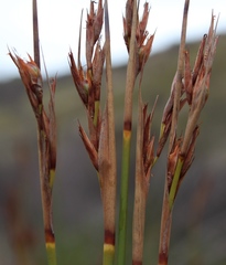 Schoenus pseudoloreus