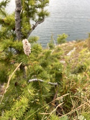 Bistorta alopecuroides