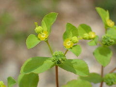 Euphorbia stricta