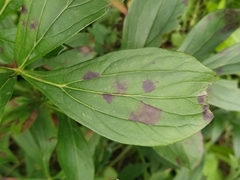 Cronartium flaccidum