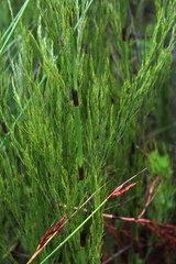 Restio paniculatus
