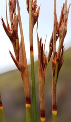 Schoenus pseudoloreus