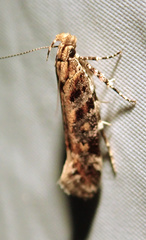 Aristotelia decoratella