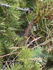 Bistorta alopecuroides