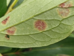 Cronartium flaccidum