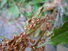 Rumex obtusifolius obtusifolius