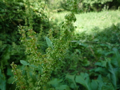 Rumex obtusifolius obtusifolius