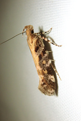 Aristotelia decoratella