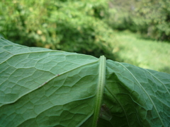 Rumex obtusifolius obtusifolius