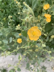 Allowissadula holosericea